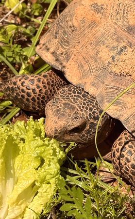 Lettuce for lunch