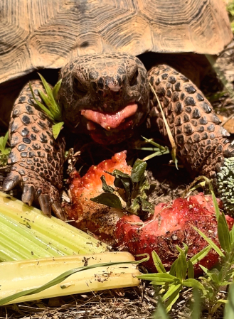 Gopher Turtle Attitude 