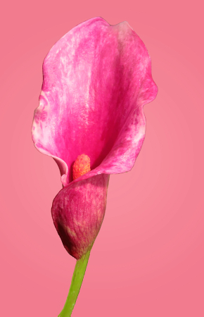 Calla In Pink