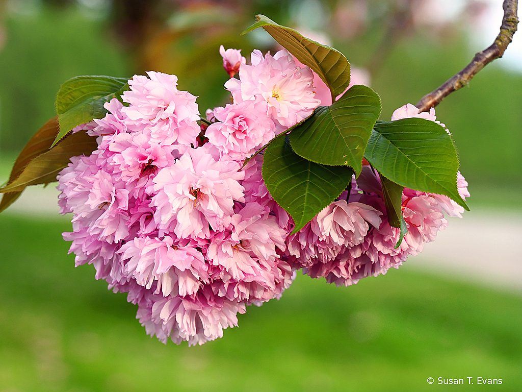 Pink Blooms