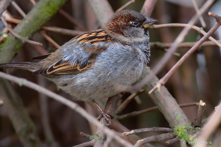 House Sparrow