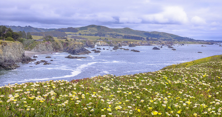 Ice Plants near Bodega Bay