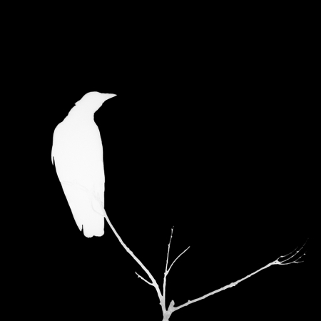 The White Crow