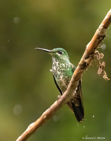 Green crowned brilliant hummingbird