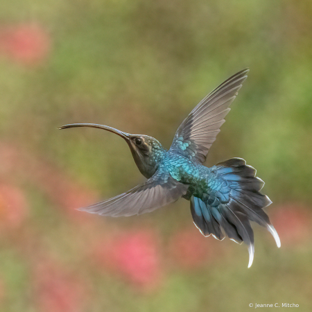 Green hermit hummingbird 2