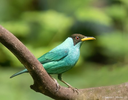 Green honey creeper