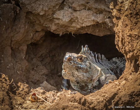 Iguana