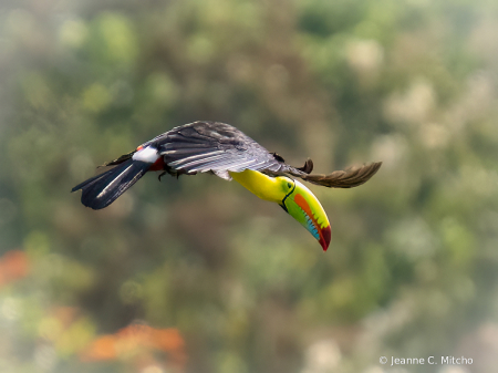 Keel billed toucan