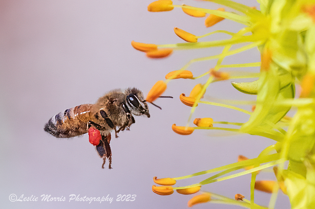 Doing its vital job - pollination.