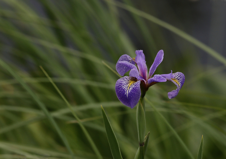 Water Iris
