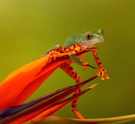 Out on a Limb