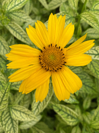 Heliopsis