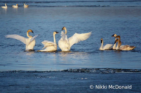 Trumpeter Swans