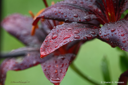 Crimson Rain Drops