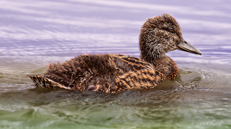 Young Mallard