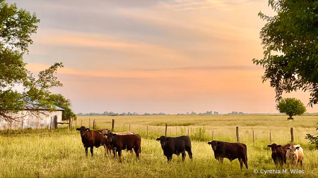 Brown Cows 