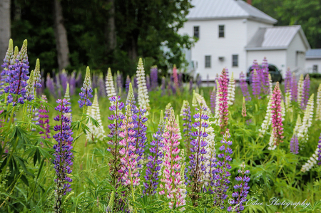 Windsor Lupines