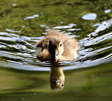 Reflection