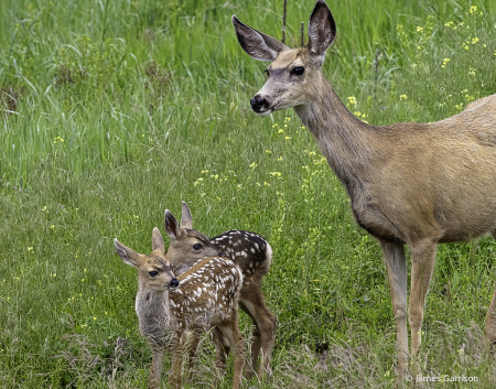 And Babies Make Three 