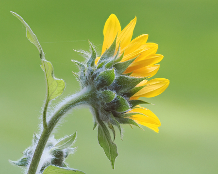 Sunflower Detail