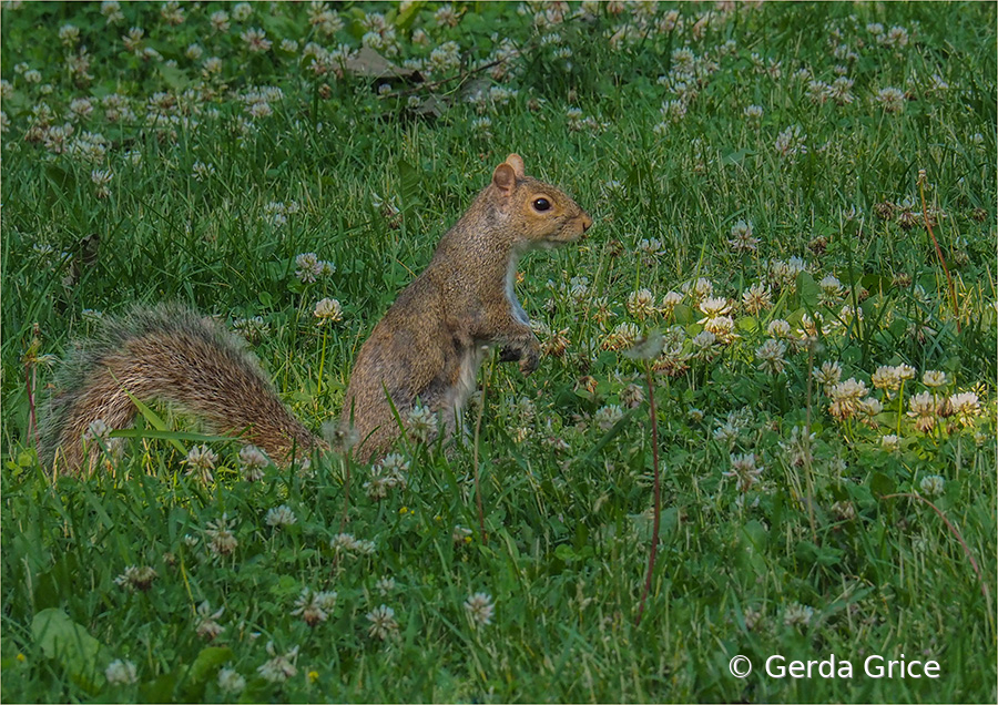 Squirrel amid Grass and Clover