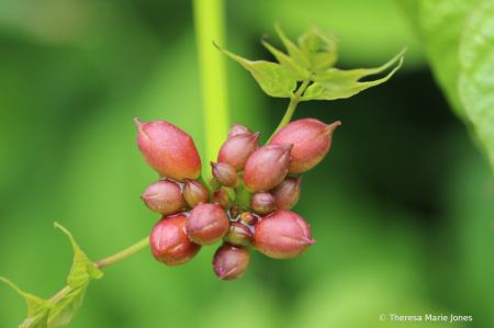 Buds