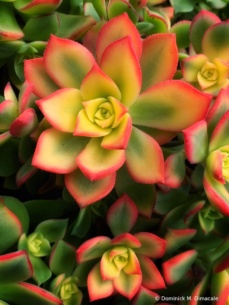 ~ ~ FLORAL SUCCULENTS ~ ~ 