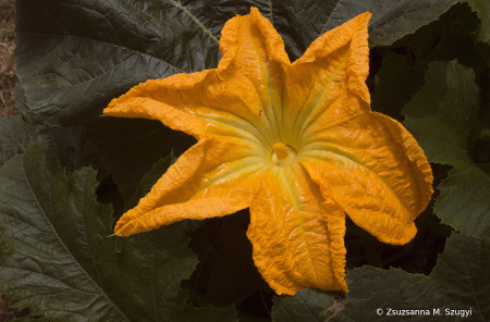 Pumpkin flower