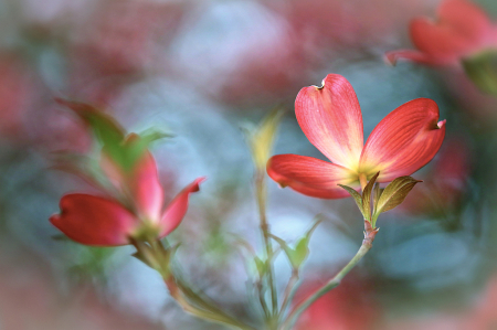 Dogwood Down-under