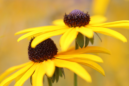 Black Eyed Susan