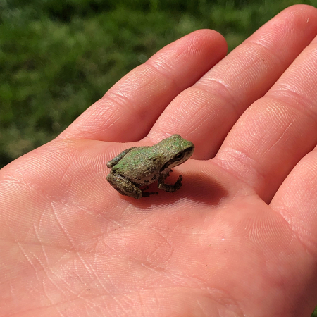 Froggie