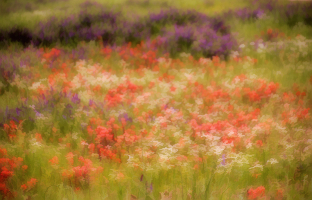 Fields Of Flowery Dreams