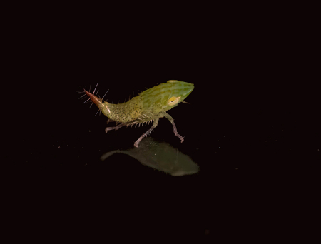 Nymph Leaf Hopper