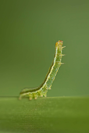 Inch Worm Standing Tall