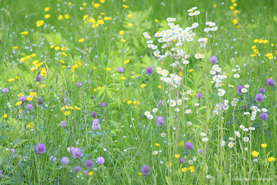 Wildflower Afternoon