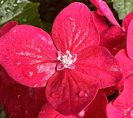 Red romance hydrangeas close up