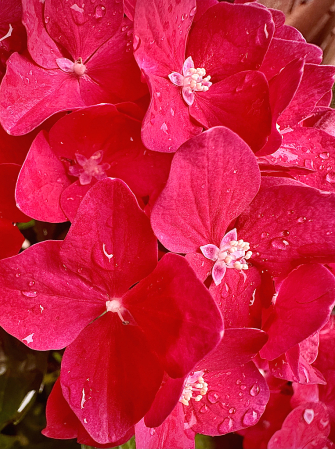 Red romance hydrangeas blossoms 
