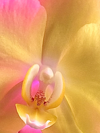 Yellow orchid blossom 