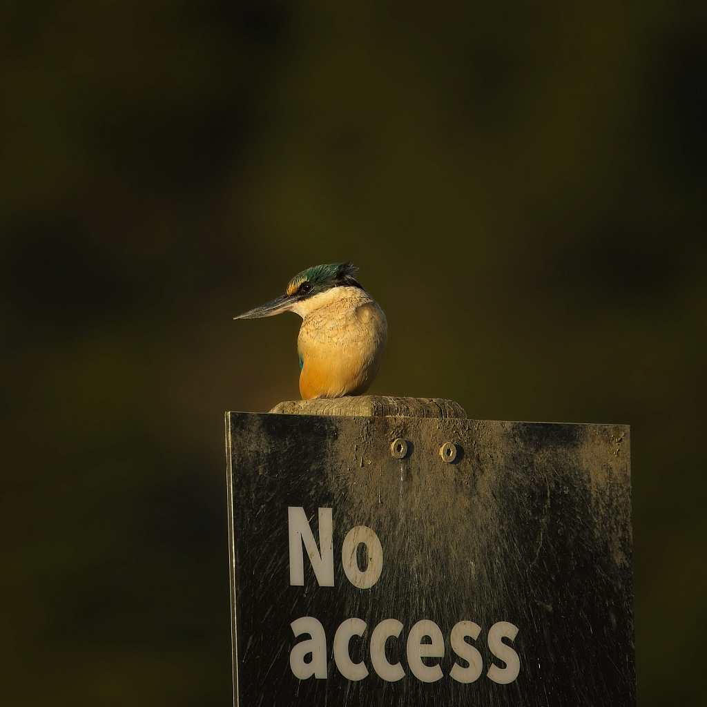 Sacred kingfisher says 