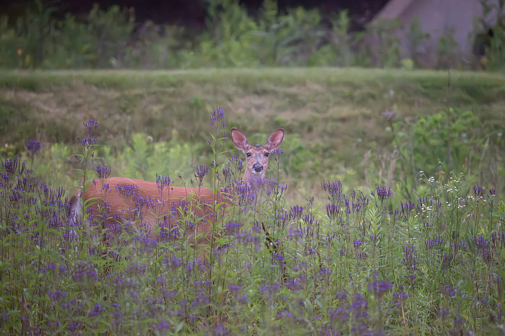 Deer in the Purple Wildflowers