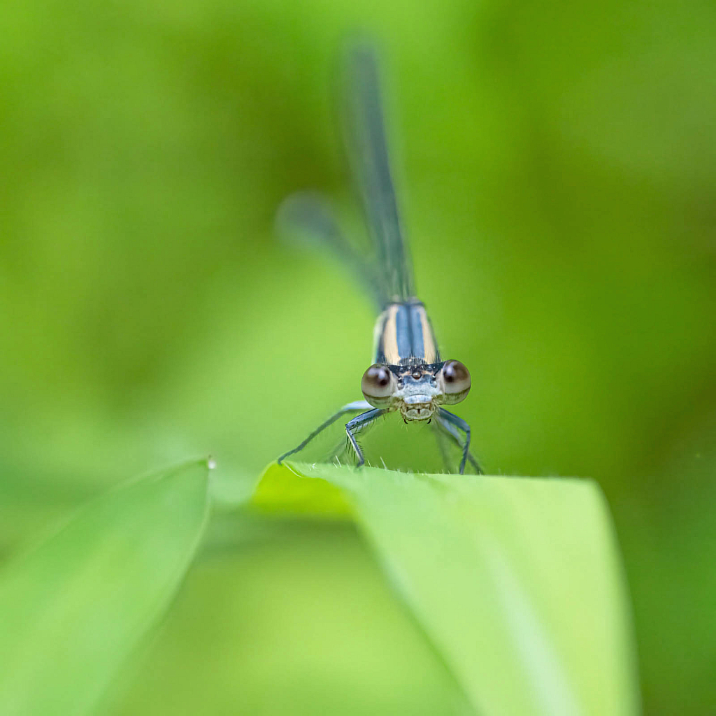 My Friend the Damselfly - ID: 16072932 © Kitty R. Kono