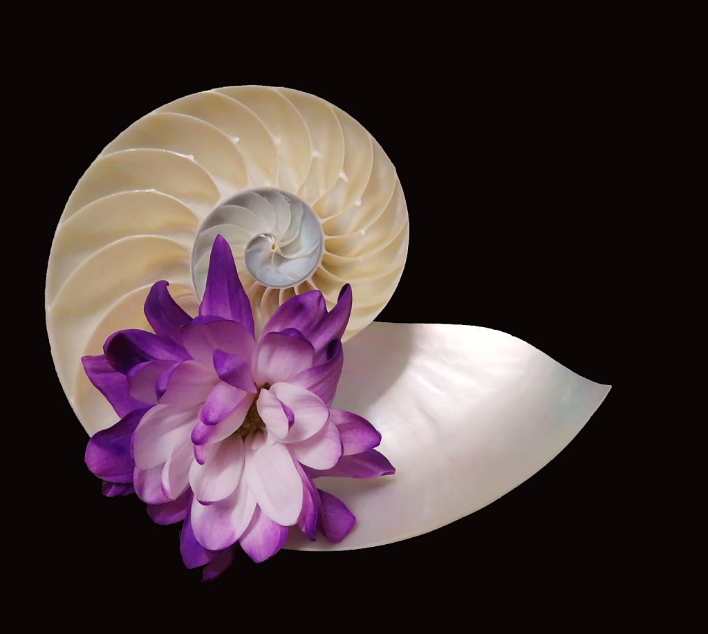 Flower On Half Shell