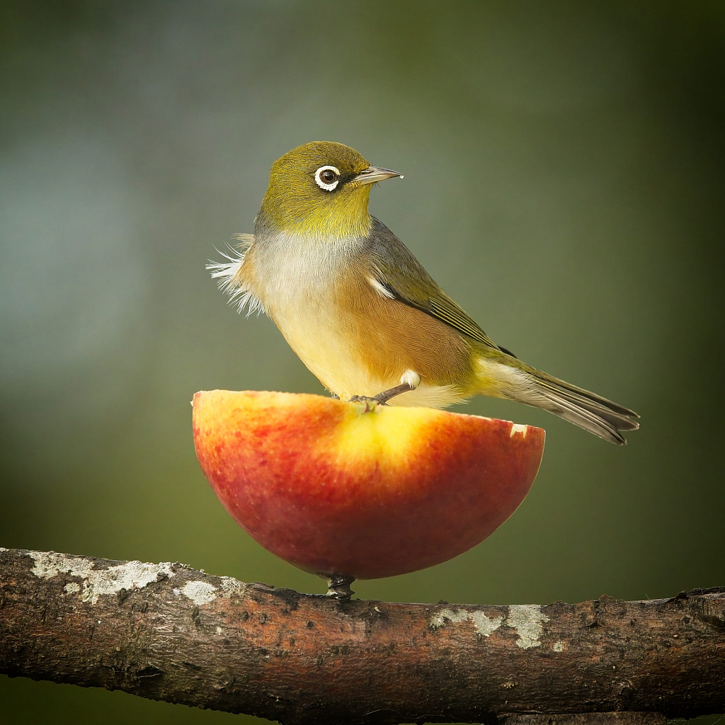 The apple perch