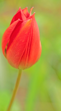 Eyed (Wood) Tulip.