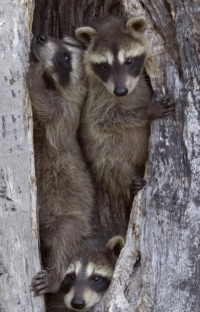 Three Baby Racoons