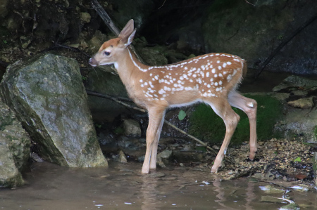 Fawn by the Creek