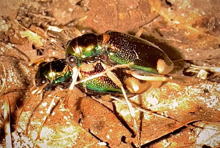 Carolina Metallic Tiger Beetle Mating