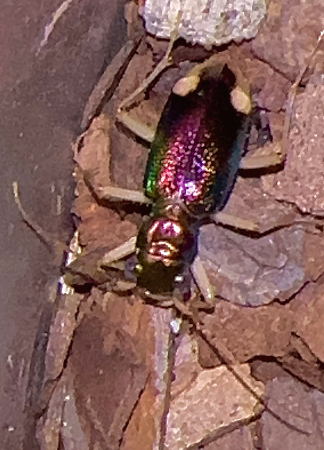 Carolina Metallic Tiger Beetle 