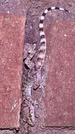 Gecko hiding in the mortar 