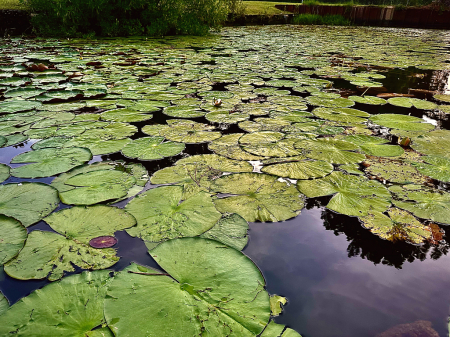 The beauty of lily pads